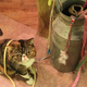 Illustration for article titled Cat Cafes Dont Get Much Cuter Than This